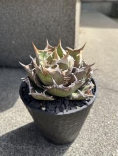 fureburuboo様チタノタ　ノーネームのサムネイル