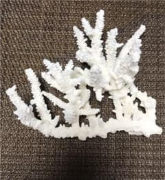 海からの宝物 白珊瑚(白サンゴ)  使い方はあなた次第のサムネイル