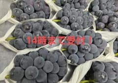 【朝採り:農家直送】9月18日収穫分 岡山県産ピオーネ1kg家庭用次回未定のサムネイル
