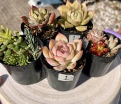 1.多肉植物　多肉セット　寄せ植え　初心者向け　多肉弁当のサムネイル