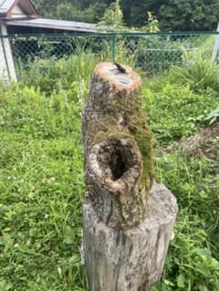 特大】クワリウム シェルター 登り木 エサ台 天然木 - メルカリ