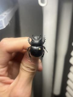 【21mm】Taurocerastes patagonicusセンチコガネフンコ 21mm】Taurocerastes patagonicusセンチコガネフンコ - メルカリ