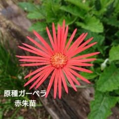 ⭐きよひよひな様⭐ ガーベラ 赤朱 1苗 - 2