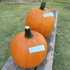 【にょも※プロフ必読様専用】ハロウィンかぼちゃ　本物のサムネイル