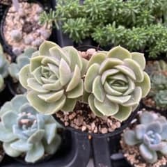 多肉植物 オウンスロー 抜き苗 - メルカリ