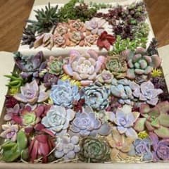 多肉植物40種類以上カット苗韓国苗入り詰め合わせセット ネコポス便にて発送のサムネイル