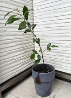 観葉植物 ガジュマル 抜き苗 1本 ⑧ - メルカリ