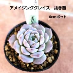 多肉植物 アメイジンググレイス 抜き苗 - メルカリ