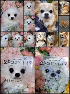 ルララ様専用♥️ チワワ ぬいぐるみ リアル 等身大 カズコオガワ