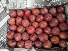■奄美プラム■すもも ■小粒1.5k■農薬除草剤化学肥料等栽培期間中不使用■のサムネイル