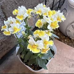 ネメシア・レモンスカッシュ - メルカリ