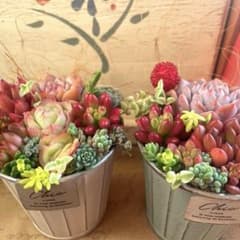 2個セット♡多肉植物寄せ植え♡そのまま飾れる♡ - メルカリ