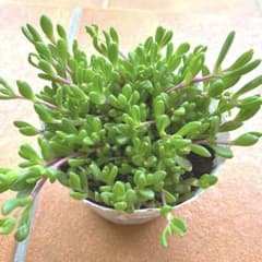 多肉植物　ヌビゲナム抜き苗12㎝ポット入り ⑩のサムネイル