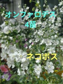 オンファロデス 苗 4つ - メルカリ