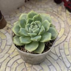 多肉植物 ポンティナ 抜き苗のサムネイル