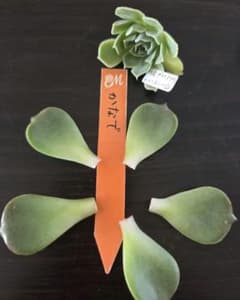 多肉miyaさん苗　かなでの葉挿しと(つむぎ×ヒアリナ)×ルンヨニーのカット苗➀のサムネイル