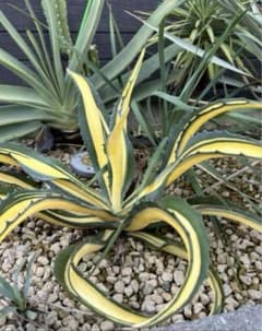 アガベ フェロックス白中斑 アガベ フェロックス アレックス 中斑 子株 - メルカリ