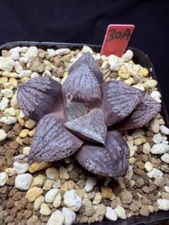 29h 多肉植物　ハオルチア　実生苗　自家繁殖　鉢植え発送 30AA 多肉植物 ハオルチア 実生寿 自家繁殖 鉢植え発送 - メルカリ