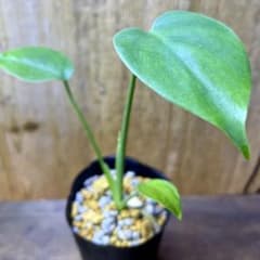 観葉植物 モンステラデリシオーサ 抜き苗 - メルカリ
