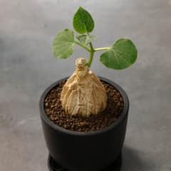 "Matelea cyclophylla" マテレア シクロフィラ 塊根植物のサムネイル