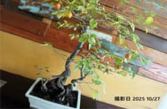 盆栽 『次郎柿』 花 インテリア 実 オブジェ 送料無料 観葉植物 174 盆栽 『次郎柿』 花 インテリア 実 オブジェ 送料無料 観葉植物 174