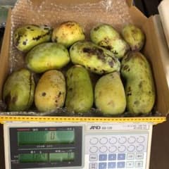 ポポー　約1.2kgちょっと　③のサムネイル