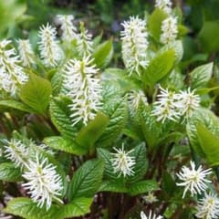 ヒトリシズカ　根付き苗　子苗　山野草　観葉植物　植物　多肉植物のサムネイル