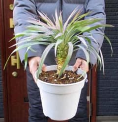 現品】ユッカ・デスメティアーナ 8号 Mエ番 - メルカリ