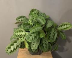 マランタ マッサンゲアナ 5号 - メルカリ