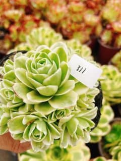 311 ガーナリーローズ錦 多肉植物 アエオニウム 抜き苗 - メルカリ