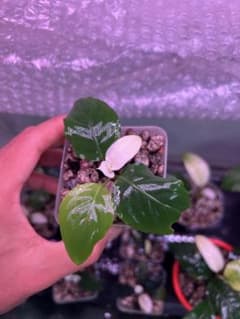 ブセファランドラ（斑入り株）Bucephalandra Pipto - メルカリ