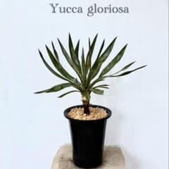 Yucca gloriosa 