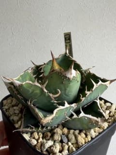 アガベチタノタ　ブツブツノーネーム/真麻花龍、ivoryWA、冰雹 アガベチタノタ ブツブツノーネーム/真麻花龍、ivoryWA、冰雹 - メルカリ