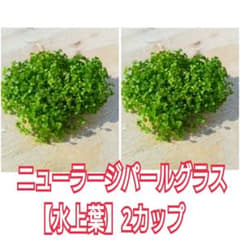 メルカリ便】ニューラージパールグラス【水上葉】☘️8センチcup2
