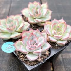 NEW❗️161多肉植物 エケベリア ハス 抜き苗 寄せ植え 4苗セット