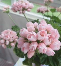 ✿ゼラニウム　エマ✿ ✿ゼラニウム エマ大きめ鉢花✿ - メルカリ