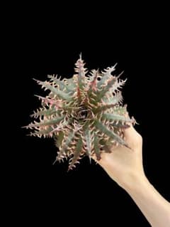 Dyckia 'Lipstick Traces' ディッキア　Otto株 Dyckia 'Lipstick Traces' ディッキア Otto株 - メルカリ