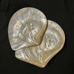 白蝶貝　南洋貝　貝皿　プレート 1枚オマケをお付けします！！のサムネイル