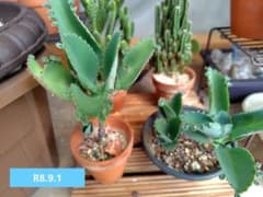 子宝草 多肉植物　抜き苗 １株　子供付き（ポロポロ落ちて増えます。）のサムネイル