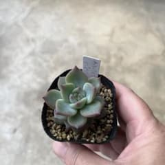 パルクさん苗 チェリークイーン×リンゼアナ 多肉植物 - メルカリ