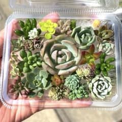 多肉植物　多肉弁当　ちまちま寄せ　寄せ植え　セダム　エケベリアのサムネイル