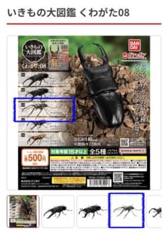 チリクワガタ いきもの大図鑑 くわがた08のサムネイル