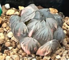 発根済‼️極上班‼️多肉植物 ハオルチア オブツーサ錦 水中月錦 抜き苗
