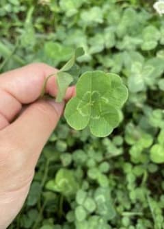 四葉のクローバー 根付き苗　幸せのお裾分けのサムネイル