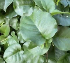 無農薬 オカワカメ 雲南百薬 おかわかめ　450gのサムネイル