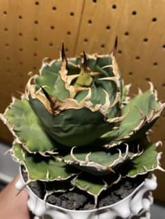 親株　アガベ　オテロイ　ウリエル実生のサムネイル