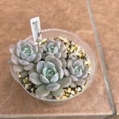 多肉植物　アメイジンググレイス抜き苗のサムネイル
