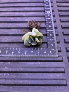 多肉植物 エケベリア ラブリーローズ錦 抜き苗 C - メルカリ