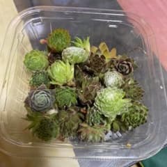 センベルビウムのサムネイル