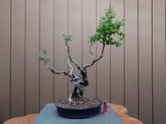 ヒョウタンボク 樹高55cm - メルカリ